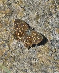 Phystis simois variegata