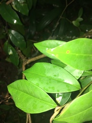 Magnolia figo
