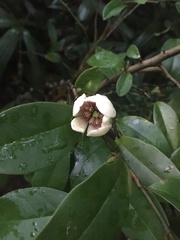 Magnolia figo