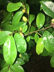 Magnolia figo