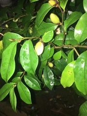 Magnolia figo