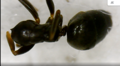 Tapinoma magnum