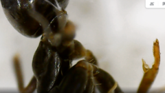 Tapinoma magnum
