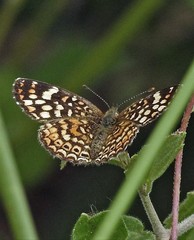 Phystis simois variegata