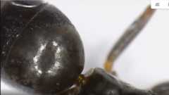 Tapinoma magnum
