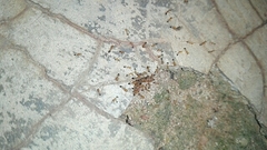 Trichomyrmex destructor