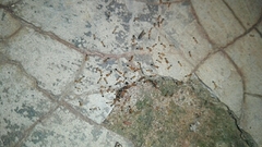 Trichomyrmex destructor