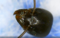 Tapinoma magnum