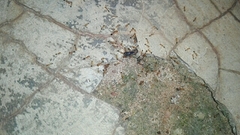Trichomyrmex destructor
