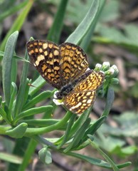 Phystis simois variegata