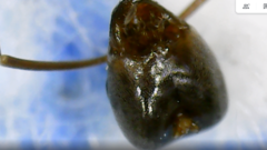 Tapinoma magnum
