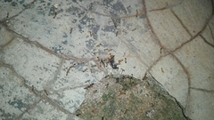 Trichomyrmex destructor