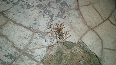 Trichomyrmex destructor