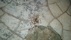 Trichomyrmex destructor