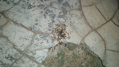Trichomyrmex destructor