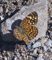 Phystis simois variegata