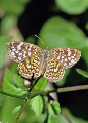 Phystis simois variegata