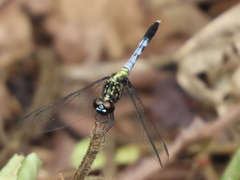 Erythrodiplax basalis