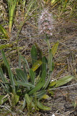 Echiostachys ecklonianus