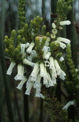 Erica leucotrachela