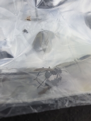 Formicidae