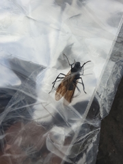 Formicidae