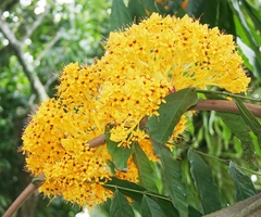 Saraca thaipingensis
