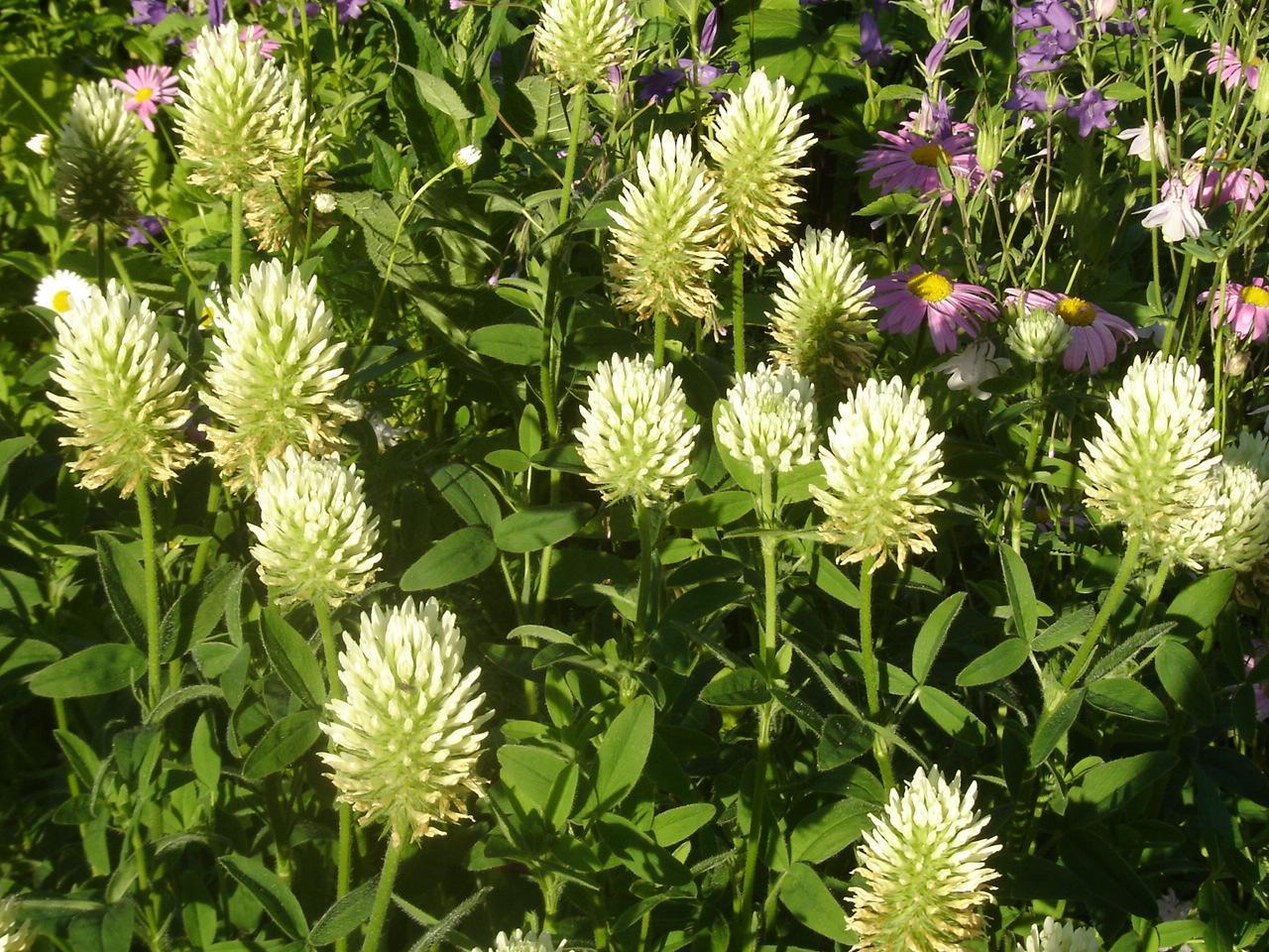 Trifolium pannonicum