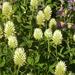 Hungarian Clover - Photo (c) Anne Rongas, some rights reserved (CC BY-NC-SA)