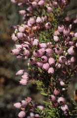 Erica racemosa