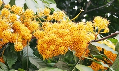 Saraca thaipingensis