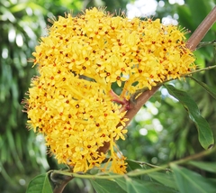 Saraca thaipingensis
