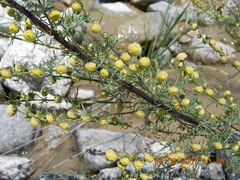 Artemisia chamaemelifolia