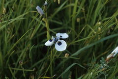 Moraea aristata