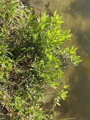 Morella cerifera image