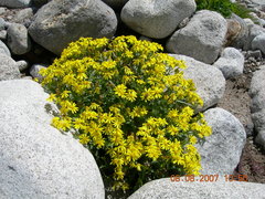 Senecio leucanthemifolius caucasicus