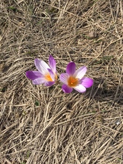 Crocus versicolor