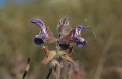 Salvia albicaulis