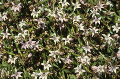 Lobelia eckloniana