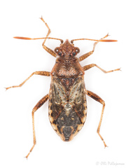 Rhopalus parumpunctatus