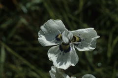 Moraea aristata