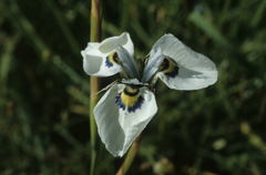 Moraea aristata