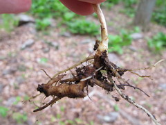 Podophyllum peltatum