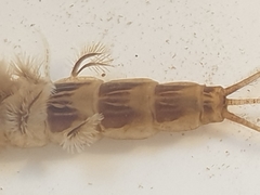Ephemera lineata