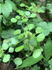Pilea peploides major