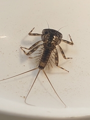 Ecdyonurus torrentis