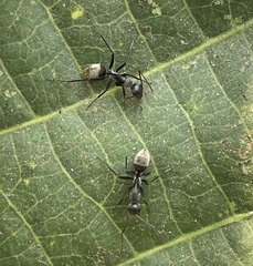 Camponotus sericeus