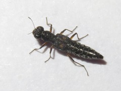 Stenus bimaculatus
