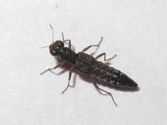 Stenus bimaculatus