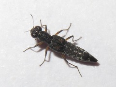 Stenus bimaculatus